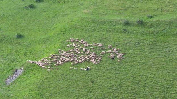 Aerial view of sheep grazing in Castelluccio Italy.