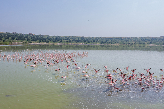 Aerial view of a flock of pink flamingos wading and flying over the green waters of Lake Munyanyange in Katwe Village Western Region Uganda. Aerial view of a flock of pink flamingos wading and flying over the green waters of Lake Munyanyange in Katwe Village Western Region Uganda.