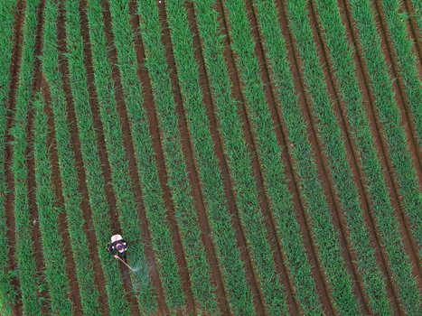 Aerial view of a farmer spraying crops in the lush green terraced fields of Terasering Panyaweuyan in Kecamatan Argapura Jawa Barat Indonesia. Aerial view of a farmer spraying crops in the lush green terraced fields of Terasering Panyaweuyan in Kecamatan Argapura Jawa Barat Indonesia.