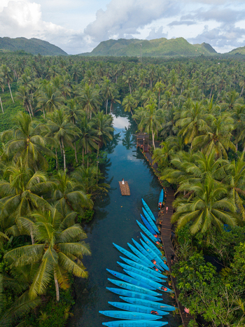 Aerial view of the Maasin River surrounded by dense coconut palm forest with a line of blue wooden boats moored along a wooden walkway in Siargao Philippines. Aerial view of the Maasin River surrounded by dense coconut palm forest with a line of blue wooden boats moored along a wooden walkway in Siargao Philippines.