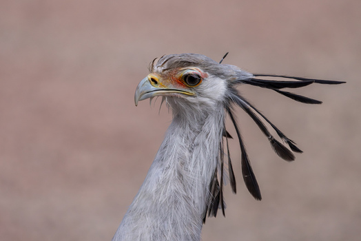 View of a secretarybird showing its distinctive black head quills and orange eye patch against a soft blurred background in Selestat Grand Est France.