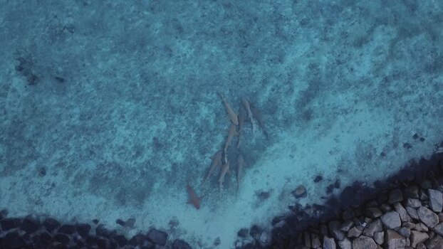 Aerial view of a group of sharks swimming in turquoise water Maldives. Aerial view of a group of sharks swimming in turquoise water Maldives.