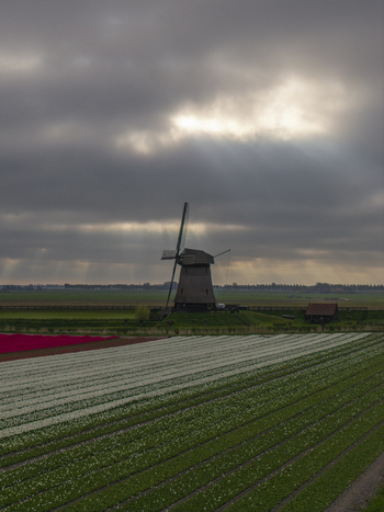 Aerial view of the historic windmill surrounded by vibrant white and red tulip fields under a dramatic cloudy sky with sunbeams in Schermerhorn North Holland Netherlands. Aerial view of the historic windmill surrounded by vibrant white and red tulip fields under a dramatic cloudy sky with sunbeams in Schermerhorn North Holland Netherlands.