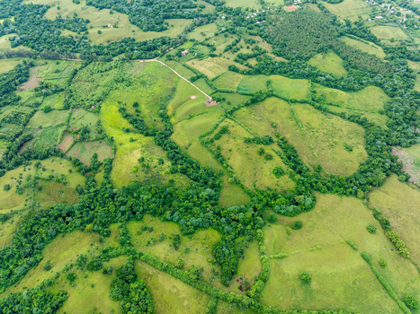 Aerial view of lush green rolling hills and agricultural fields featuring dense forest patches and winding dirt paths in Rio San Juan Maria Trinidad Sanchez Dominican Republic. Aerial view of lush green rolling hills and agricultural fields featuring dense forest patches and winding dirt paths in Rio San Juan Maria Trinidad Sanchez Dominican Republic.