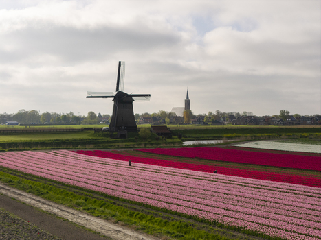 Aerial view of a traditional windmill beside vibrant pink and red tulip fields with a church spire in the background under a cloudy sky in Schermerhorn North Holland Netherlands. Aerial view of a traditional windmill beside vibrant pink and red tulip fields with a church spire in the background under a cloudy sky in Schermerhorn North Holland Netherlands.