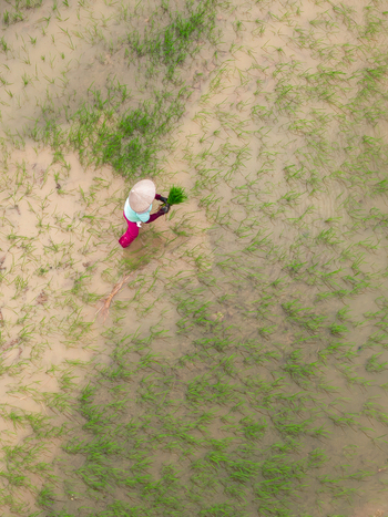 Aerial view of a farmer wearing a conical hat planting rice seedlings in a flooded paddy field in Vietnam. Aerial view of a farmer wearing a conical hat planting rice seedlings in a flooded paddy field in Vietnam.