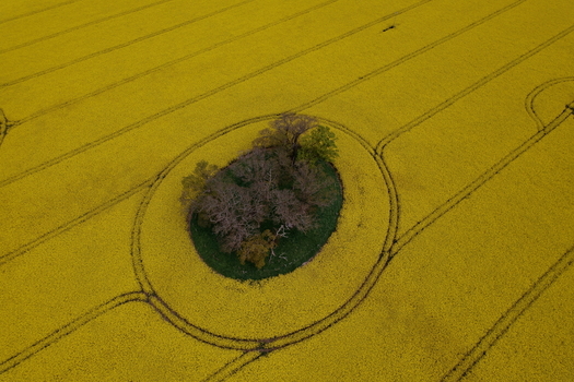 Aerial view of vibrant yellow oil seed rape fields with a small circular island of trees and geometric tractor tracks in Nairn Scotland United Kingdom. Aerial view of vibrant yellow oil seed rape fields with a small circular island of trees and geometric tractor tracks in Nairn Scotland United Kingdom.