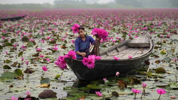 View of a man harvesting pink water lilies from a boat Bangladesh. View of a man harvesting pink water lilies from a boat Bangladesh.