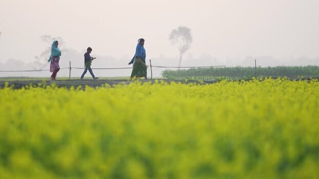 View of people walking past a mustard field in Bogura Bangladesh.