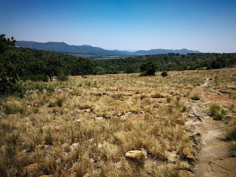 View of the rugged landscape with dry grasslands scattered trees and distant hills under a clear blue sky in Mooinooi North West South Africa. View of the rugged landscape with dry grasslands scattered trees and distant hills under a clear blue sky in Mooinooi North West South Africa.