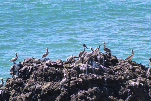 View of pelicans perched atop a dark rugged rock island amidst the blue green expanse of the ocean creating a tranquil coastal scene Quepos Puntarenas Province Costa Rica.