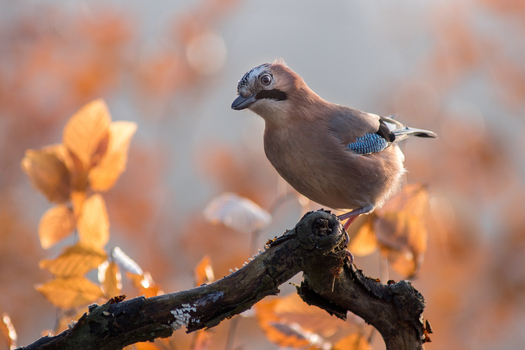 View of a Eurasian jay perched on a mossy branch surrounded by blurred golden autumn leaves in Debrzno Pomeranian Voivodeship Poland.