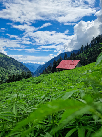 View of a lush green cannabis field with a small hut featuring a red roof nestled in the mountains of Malana Himachal Pradesh India.