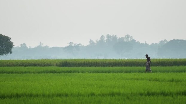 View of a man walking through a lush green rice field Bangladesh.