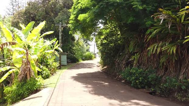 View of a tropical path surrounded by banana plants Pitcairn Islands.