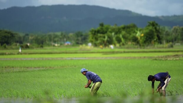 View of farmers working in a rice field in Ramu Bangladesh.