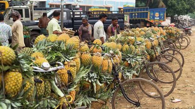 View of bicycles loaded with pineapples at a market Bangladesh. View of bicycles loaded with pineapples at a market Bangladesh.