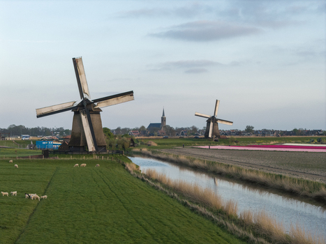 Aerial view of traditional Dutch windmills standing beside a canal and vibrant tulip fields with a church spire in the distance in the Netherlands. Aerial view of traditional Dutch windmills standing beside a canal and vibrant tulip fields with a church spire in the distance in the Netherlands.