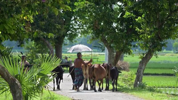 View of a man walking with cows on a rural road Bangladesh. View of a man walking with cows on a rural road Bangladesh.