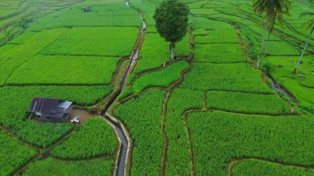 Aerial view of Taba Tembilang rice fields in Arga Makmur Indonesia. Aerial view of Taba Tembilang rice fields in Arga Makmur Indonesia.