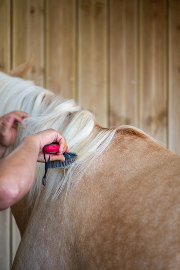 View of a person grooming the long white mane of a tan horse with a brush against a wooden stable wall in Portugal. View of a person grooming the long white mane of a tan horse with a brush against a wooden stable wall in Portugal.
