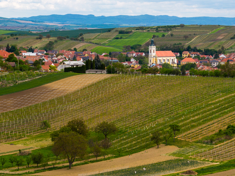 Aerial view of the village with its prominent church tower surrounded by rolling vineyards and green hills in Cejkovice South Moravian Region Czechia.