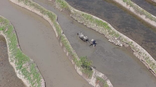 Aerial view of farmer and ox in rice terraces China.