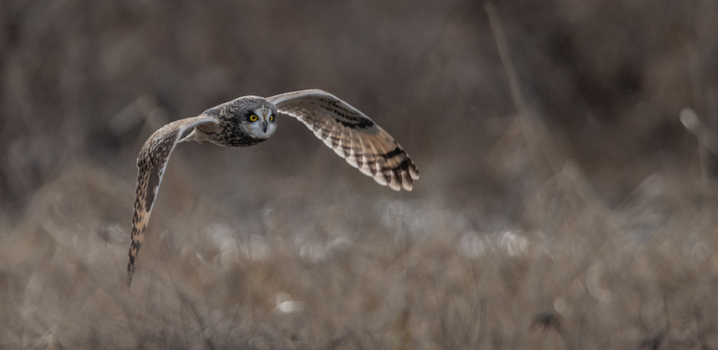 View of a short eared owl in flight with wings spread and intense yellow eyes soaring low over dry grass in Delta British Columbia Canada. View of a short eared owl in flight with wings spread and intense yellow eyes soaring low over dry grass in Delta British Columbia Canada.