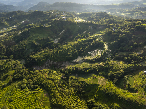 Aerial view of Bangka Kenda rice terraces with lush green hills agricultural patterns and morning light in Wae Rii East Nusa Tenggara Indonesia.