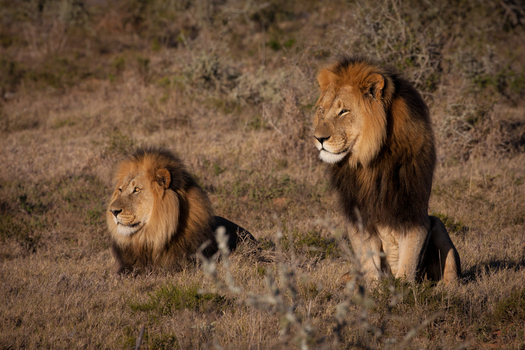 View of two male lions resting in the dry savanna grass of South Africa.