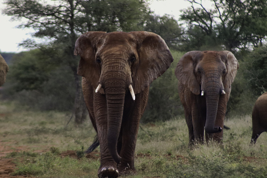 View of African elephants walking through the bushveld with green trees and reddish soil at Tumbeta Private Game Reserve Thabazimbi Limpopo South Africa.