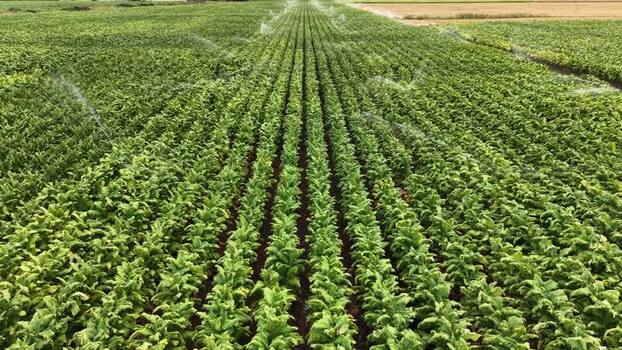 Aerial view of tobacco field in Talayuela Spain. Aerial view of tobacco field in Talayuela Spain.