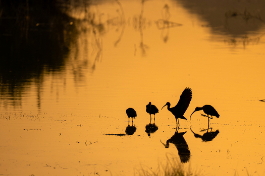 View of silhouettes of four Glossy Ibis birds standing in calm water with golden reflections during sunset in Kallar Kahar Punjab Pakistan. View of silhouettes of four Glossy Ibis birds standing in calm water with golden reflections during sunset in Kallar Kahar Punjab Pakistan.
