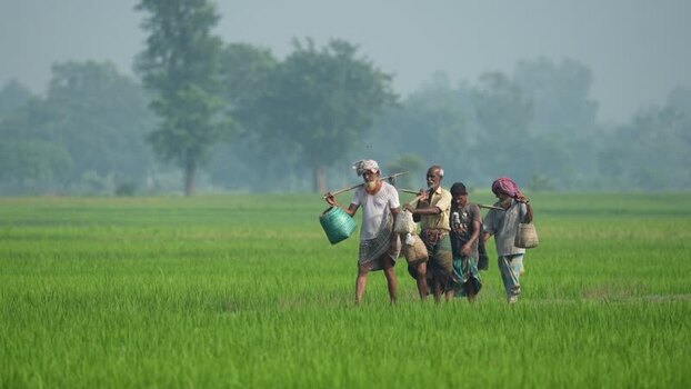 View of farmers walking through a green rice field Bangladesh.
