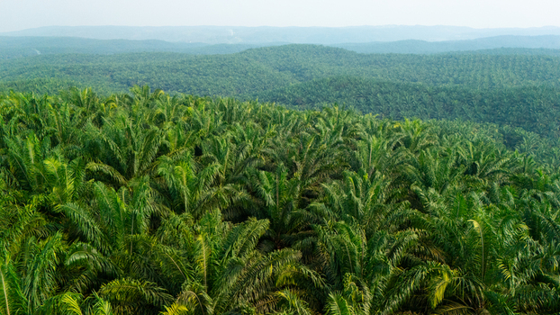 Aerial view of a vast palm oil plantation with rows of green trees covering rolling hills under a hazy sky Indonesia.