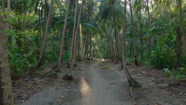 Aerial view of palm trees and pathway Maldives. Aerial view of palm trees and pathway Maldives.