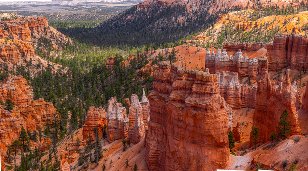 View of Bryce Canyon National Park with its iconic orange hoodoos and pine trees under a clear sky in Utah United States.