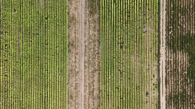 Aerial view of agricultural crop rows in Talayuela Spain. Aerial view of agricultural crop rows in Talayuela Spain.