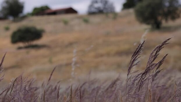 View of dry grass on a rural hillside in Portugal.