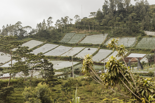 View of Cetho Temple and terraced agricultural fields on a lush green hillside under a misty sky in Kecamatan Jenawi Jawa Tengah Indonesia. View of Cetho Temple and terraced agricultural fields on a lush green hillside under a misty sky in Kecamatan Jenawi Jawa Tengah Indonesia.