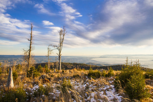 View of golden grasses and stark trees meet a soft horizon under a bright sky with scattered clouds in Schöckl Styria Austria. View of golden grasses and stark trees meet a soft horizon under a bright sky with scattered clouds in Schöckl Styria Austria.