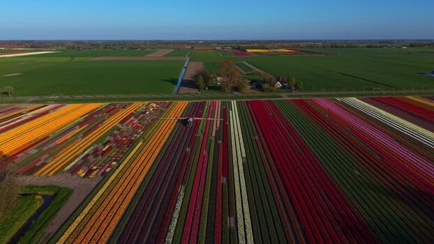Aerial view of colorful tulip fields and agricultural machinery in Netherlands.