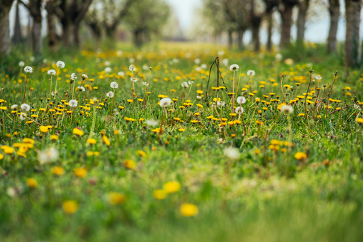 View of a vibrant meadow bursting with bright yellow flowers and delicate white dandelions framed by a symmetrical row of trees Sremska Mitrovica Vojvodina Serbia. View of a vibrant meadow bursting with bright yellow flowers and delicate white dandelions framed by a symmetrical row of trees Sremska Mitrovica Vojvodina Serbia.