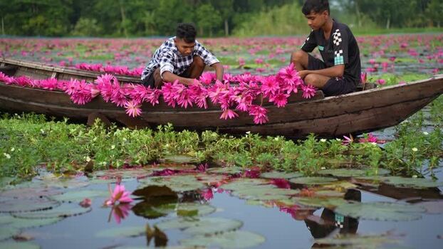 View of men harvesting pink water lilies in a boat Bangladesh. View of men harvesting pink water lilies in a boat Bangladesh.
