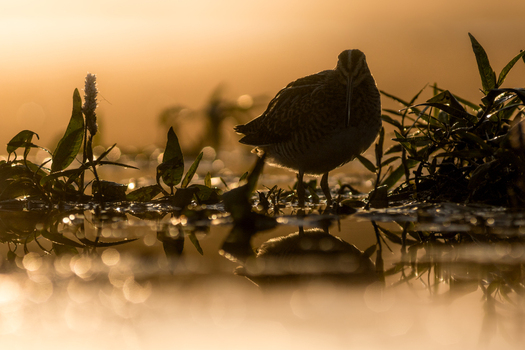 View of a snipe standing in the shallow water of a marsh at sunrise with its reflection visible on the surface surrounded by aquatic plants in Debrzno Pomeranian Voivodeship Poland.