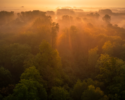 Aerial view of a dense forest landscape bathed in the warm golden light of sunrise with soft morning mist drifting through the trees in Udenhout North Brabant Netherlands. Aerial view of a dense forest landscape bathed in the warm golden light of sunrise with soft morning mist drifting through the trees in Udenhout North Brabant Netherlands.