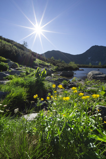 View of yellow wildflowers blooming on the rocky shore of Rohacske plesa glacial lake under a bright sun in Zuberec Zilina Region Slovakia. View of yellow wildflowers blooming on the rocky shore of Rohacske plesa glacial lake under a bright sun in Zuberec Zilina Region Slovakia.