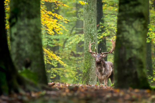 View of a fallow deer with large antlers standing in a lush autumn forest with golden leaves and mossy tree trunks in Debrzno Pomeranian Voivodeship Poland.
