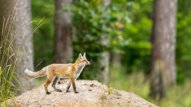 View of a young red fox standing on a sandy mound in a forest in Debrzno Pomeranian Voivodeship Poland. View of a young red fox standing on a sandy mound in a forest in Debrzno Pomeranian Voivodeship Poland.