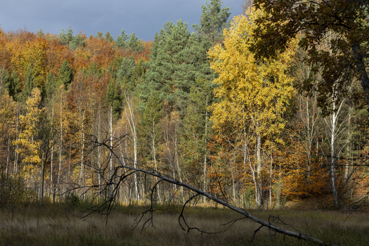 View of a vibrant autumn beech forest with golden and orange foliage a fallen tree trunk in the foreground and a meadow under an overcast sky in Krakow Lesser Poland Voivodeship Poland. View of a vibrant autumn beech forest with golden and orange foliage a fallen tree trunk in the foreground and a meadow under an overcast sky in Krakow Lesser Poland Voivodeship Poland.